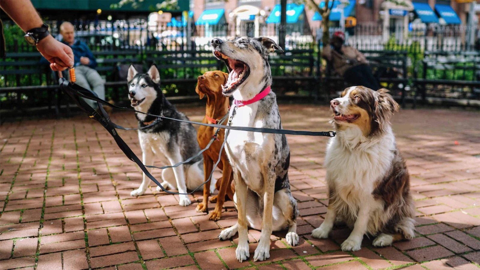 11 Dog Trends That Are Actually Worth It.