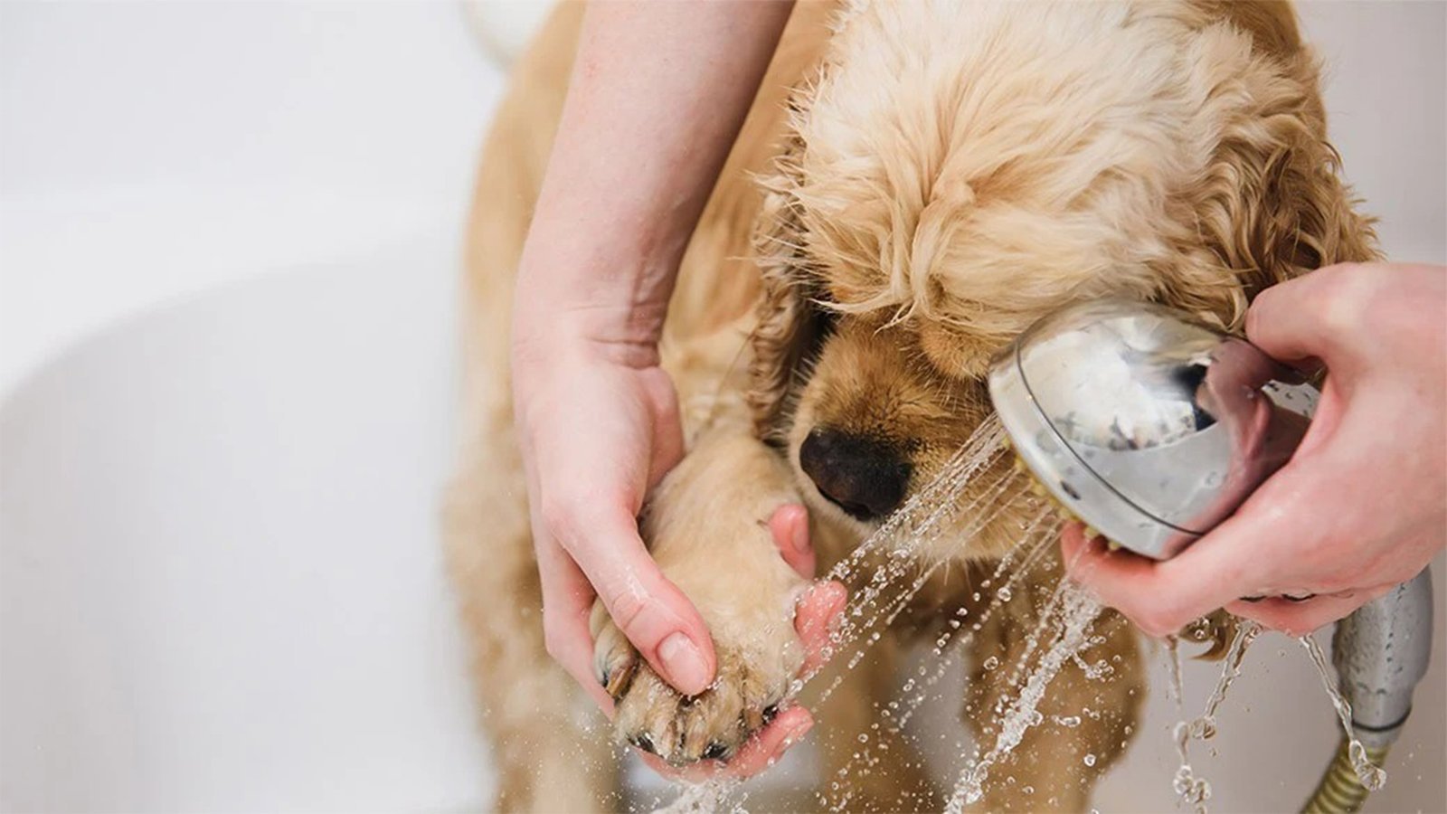 Dog Bathing Essentials.
