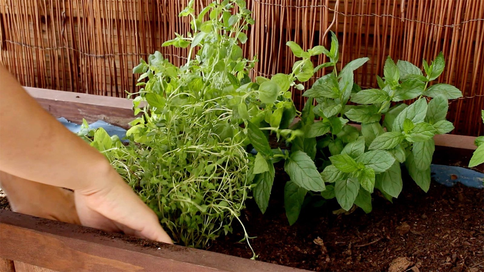 How Growing Your Own Medicinal Plants Can Benefit You.