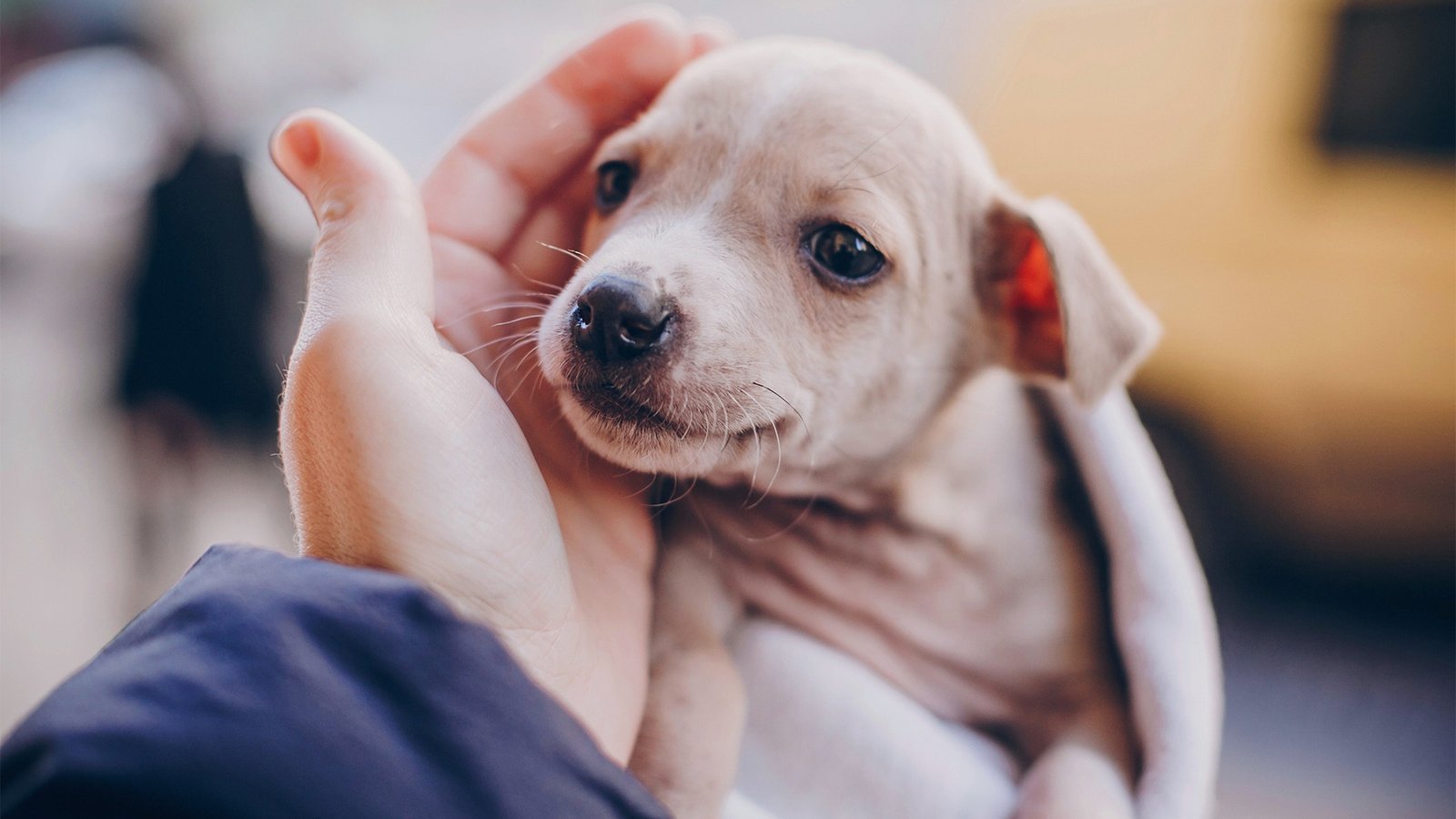 How to Best Calm a Crying Puppy.