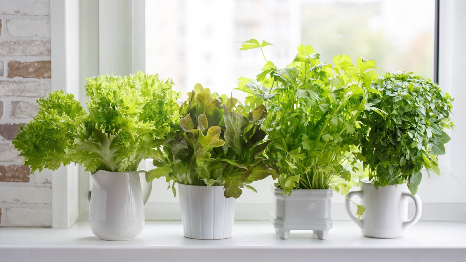 How to Grow a Garden Indoors.
