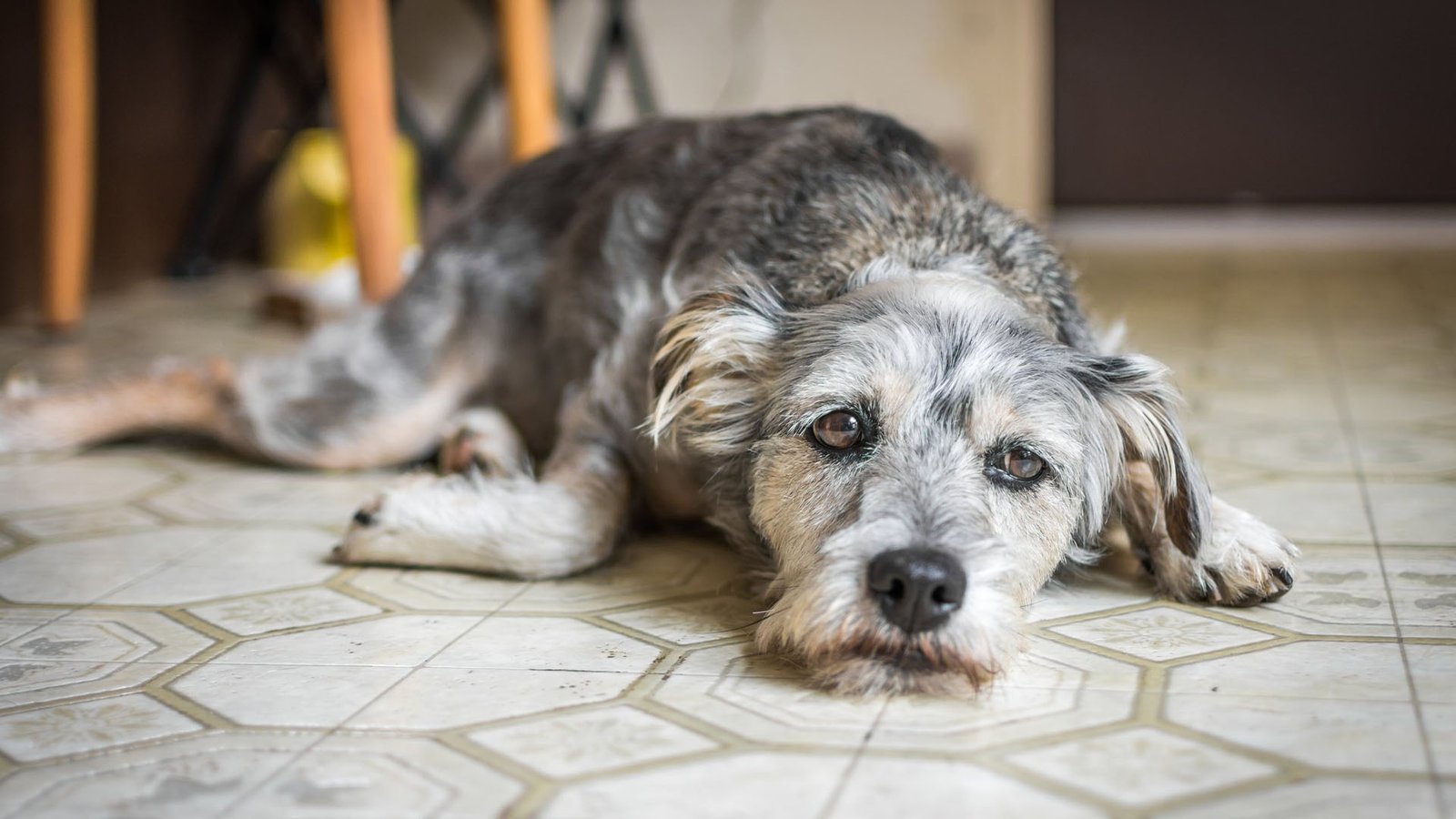 Symptoms of Stress or Depression in Your Dog.