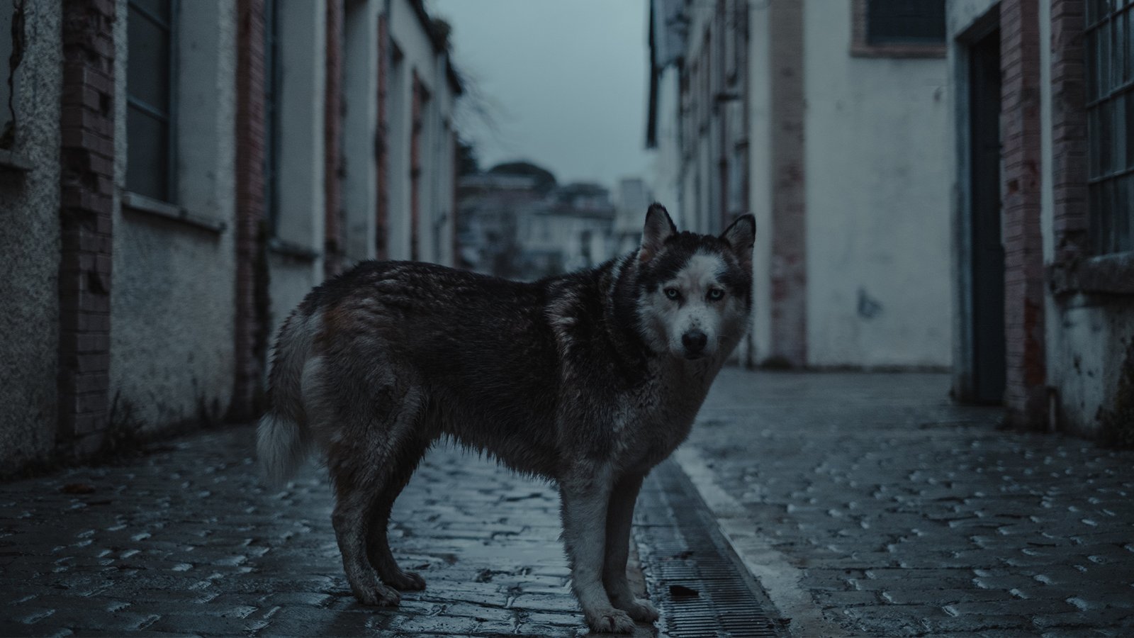 Have you lost a pet? How did you get through it?