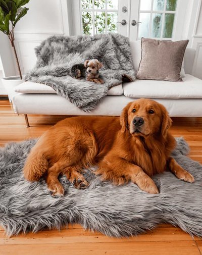 Paw Featured Image