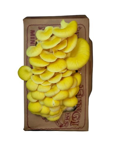 "Far West Fungi: Where Nature's Bounty Thrives - Harvesting Freshness, Cultivating Flavor, From Farm to Table"