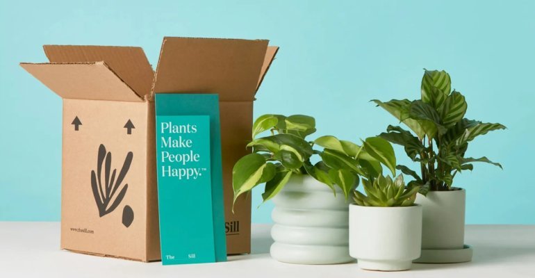 "Bloom Beyond Boundaries: Discover The Sill’s Unmatched Indoor Oasis for Your Home"