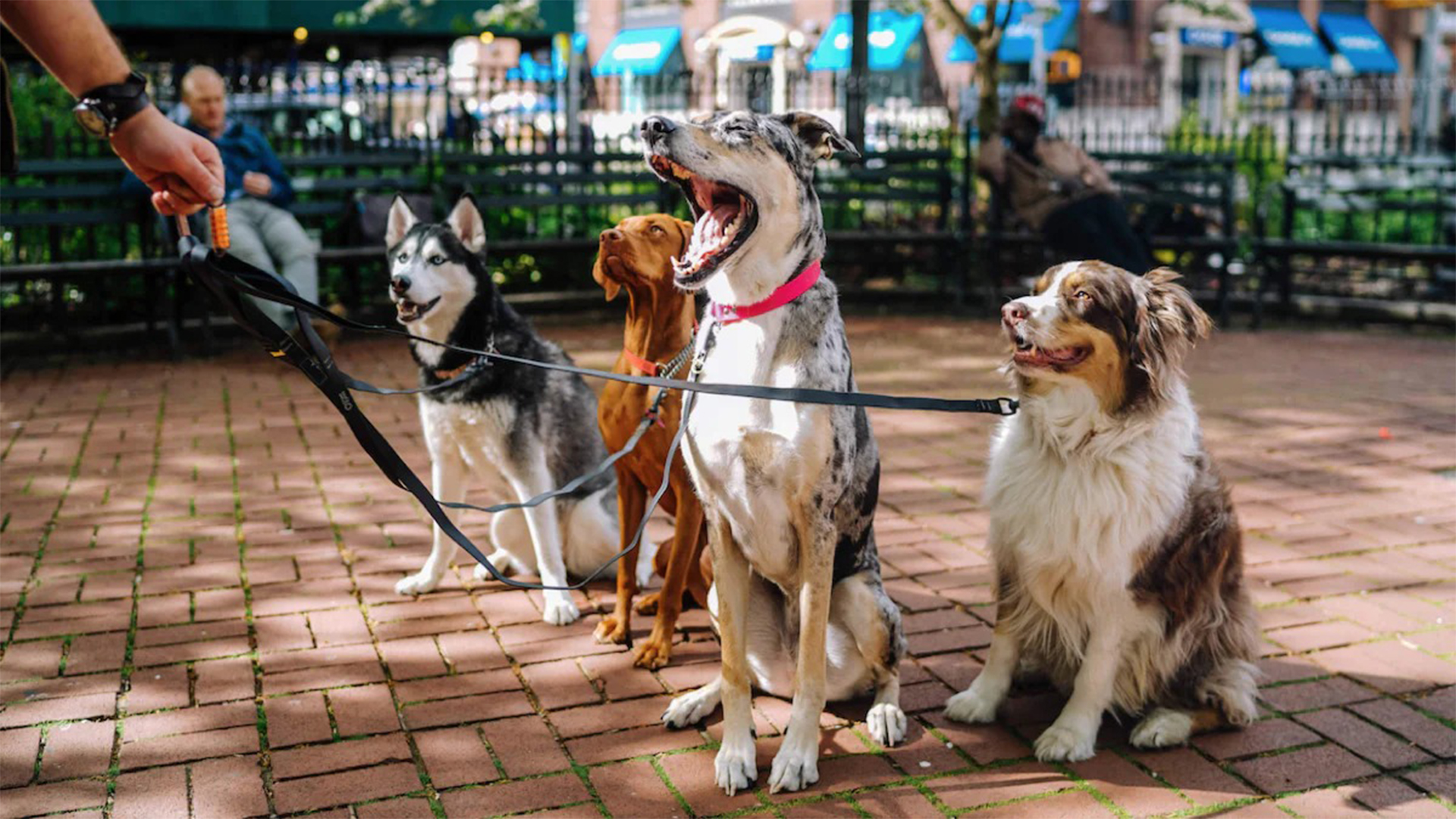 11 Dog Trends That Are Actually Worth It.
