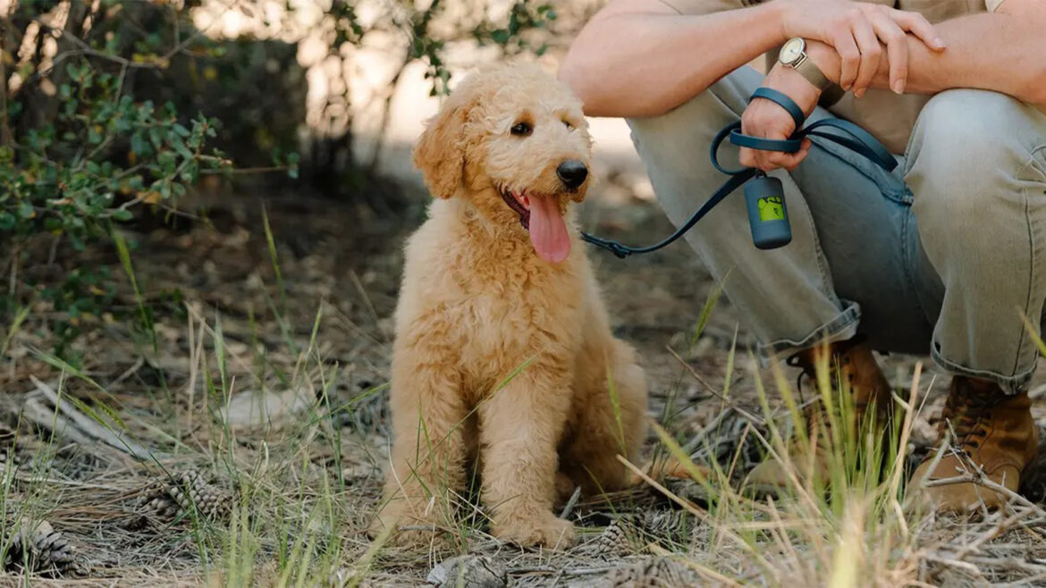 18 Items Your Pet Will Thank You For Purchasing.