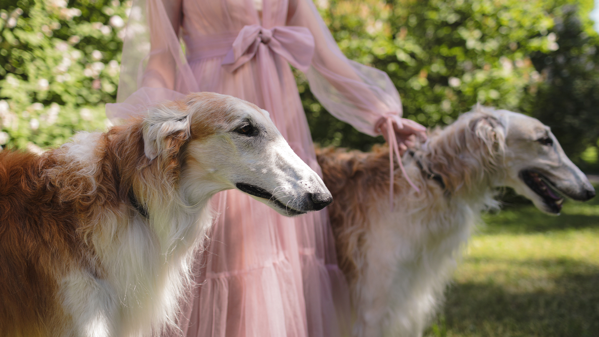 20 Interesting Justifications for Why People Adore Dogs.