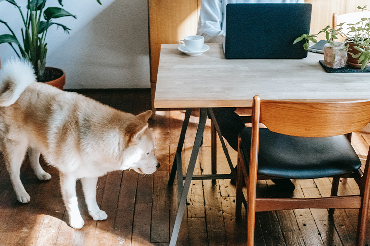 20 Interesting Justifications for Why People Adore Dogs.