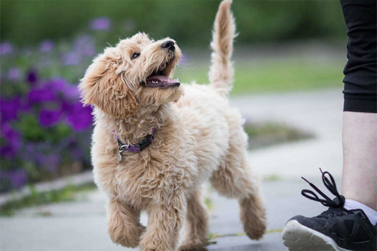 18 Items Your Pet Will Thank You For Purchasing.