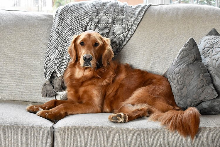 20 Items First-Time Pet Owners Recommend.