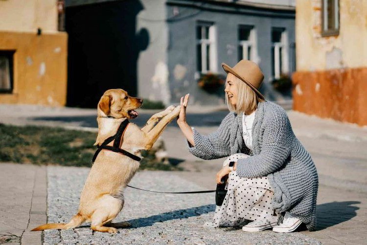 20 Items First-Time Pet Owners Recommend.