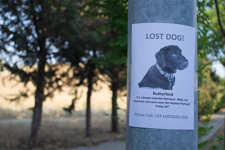 Have you lost a pet? How did you get through it?