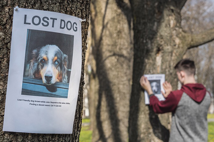Have you lost a pet? How did you get through it?