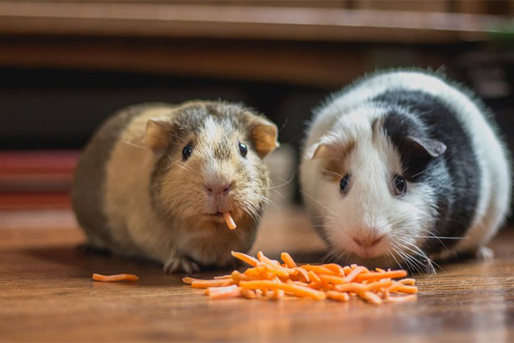 Pets that require less maintenance.