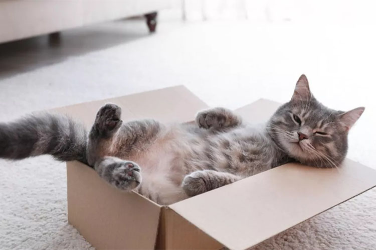 Share your pet’s quirks and silly habits.