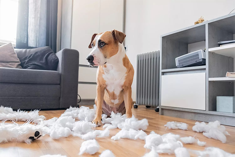 Dog behavioural issues.