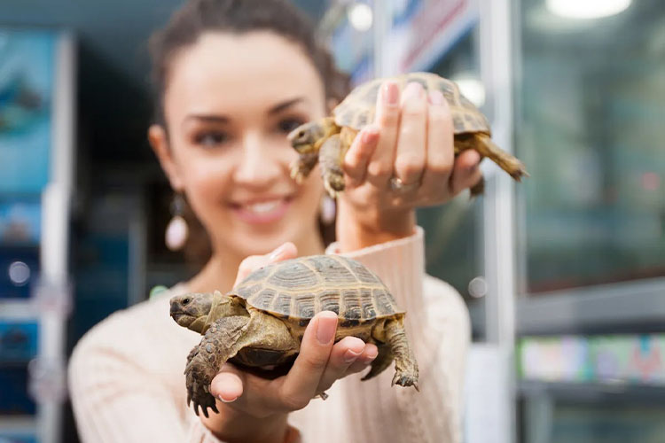 Pets that require less maintenance.