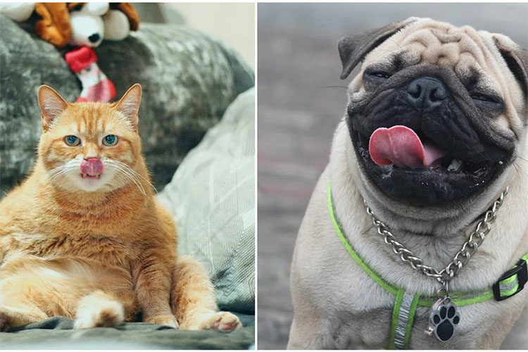Share your pet’s quirks and silly habits.