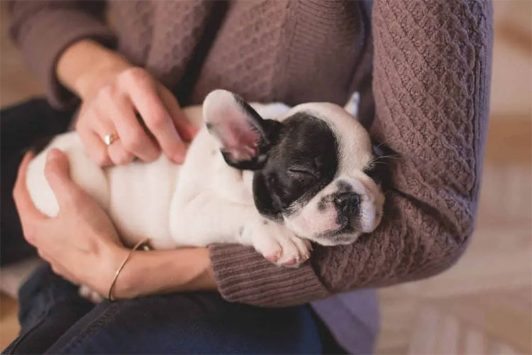 Pets that require less maintenance.
