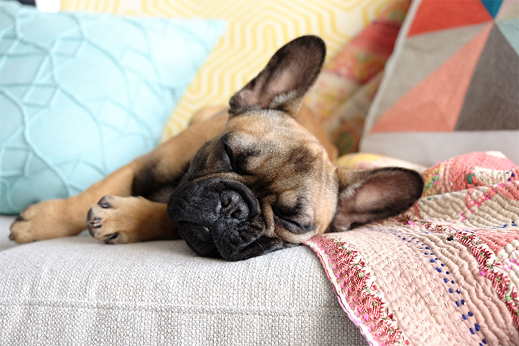 Dog Breeds that Are Best for Apartment Living.