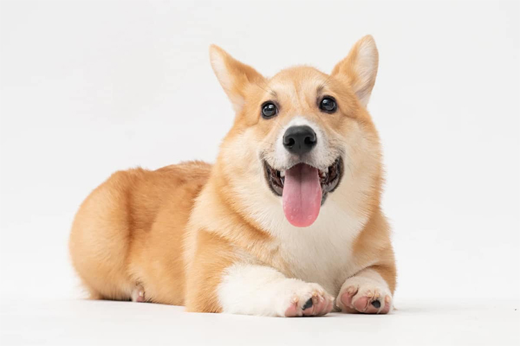 Dog Breeds that Are Best for Apartment Living.