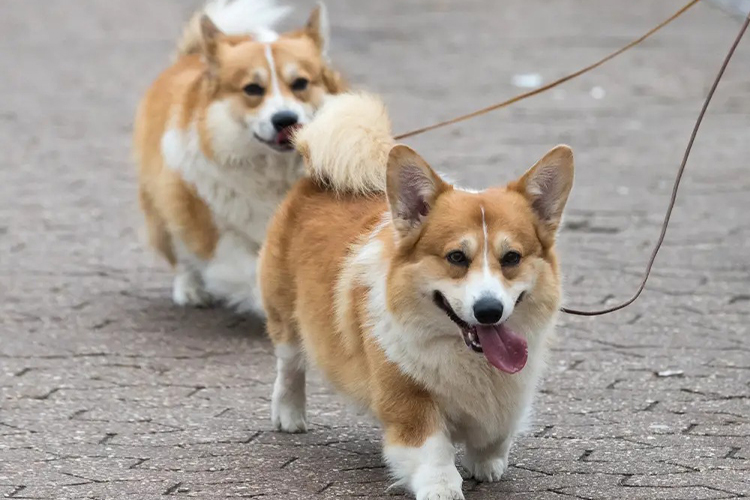 Dog Breeds that Are Best for Apartment Living.
