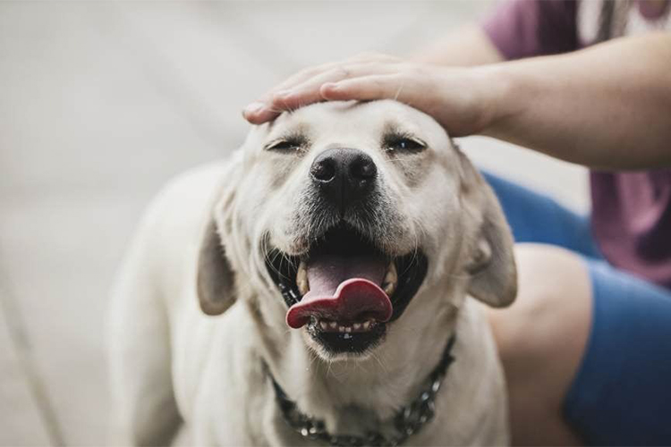 How to Get Your Dog to Quit Barking.