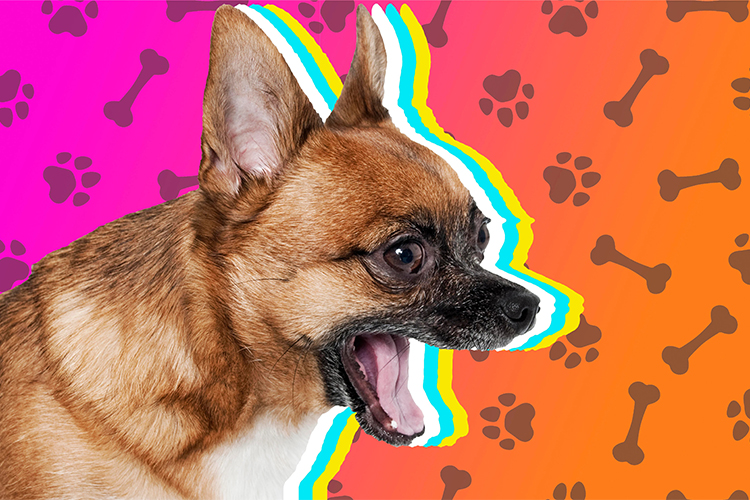 How to Get Your Dog to Quit Barking.