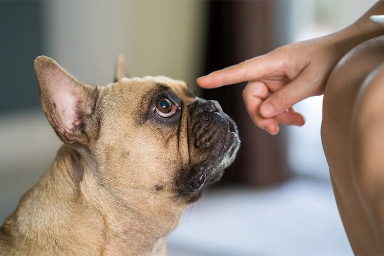 How to Get Your Dog to Quit Barking.