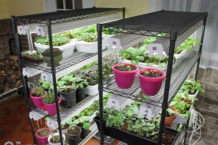 How to Grow a Garden Indoors.