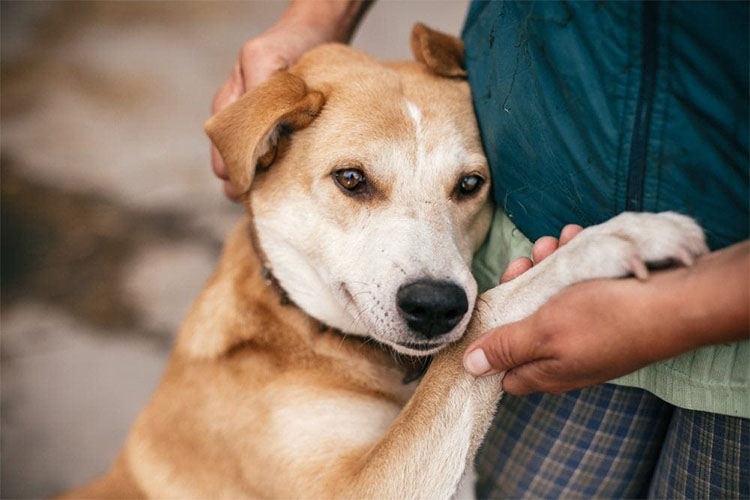 Symptoms of Stress or Depression in Your Dog.