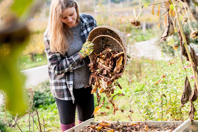 Simple gardening practises to maintain the ideal lawn and garden.