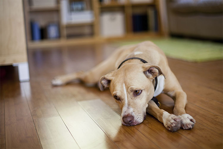 Symptoms of Stress or Depression in Your Dog.