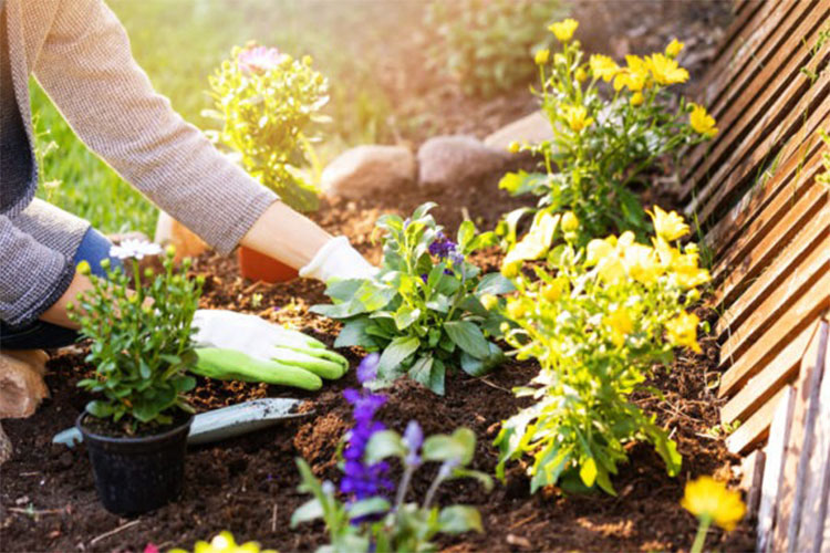 Simple gardening practises to maintain the ideal lawn and garden.