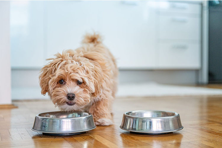 Simple Methods for Spoiling Your Pet.