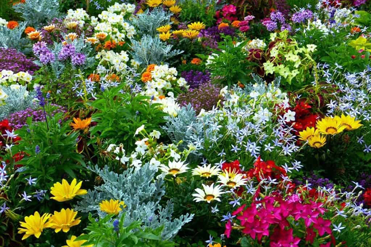 how to grow a garden of colours.