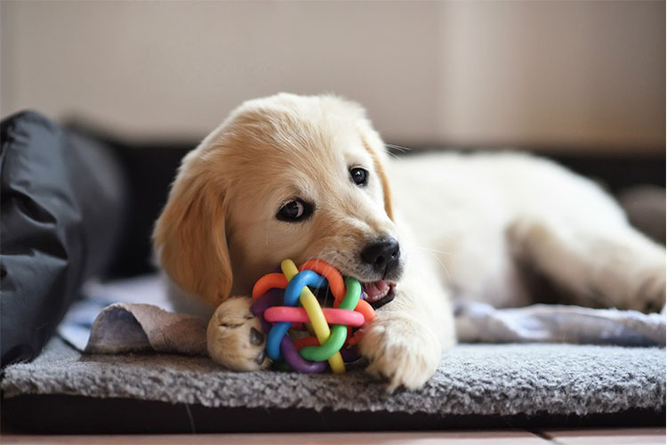Simple Methods for Spoiling Your Pet.