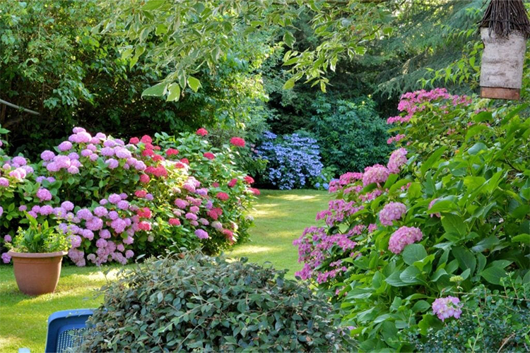 how to grow a garden of colours.