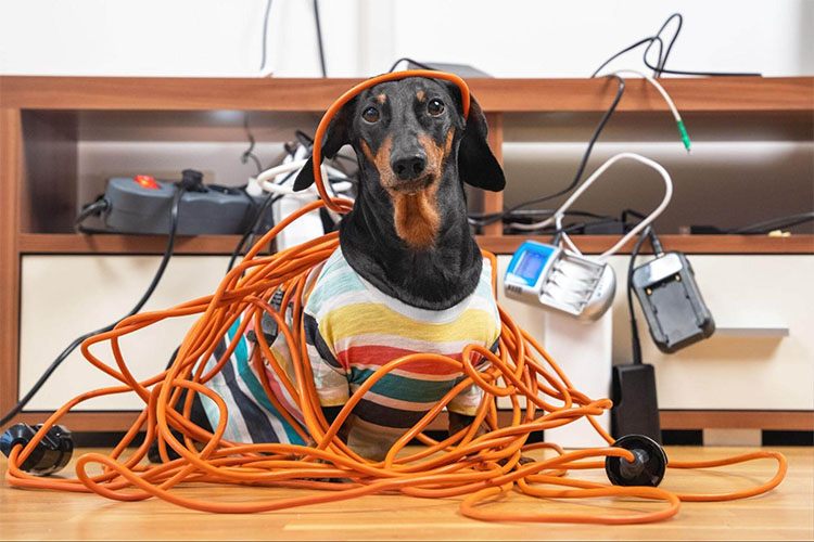 Simple Methods for Spoiling Your Pet.