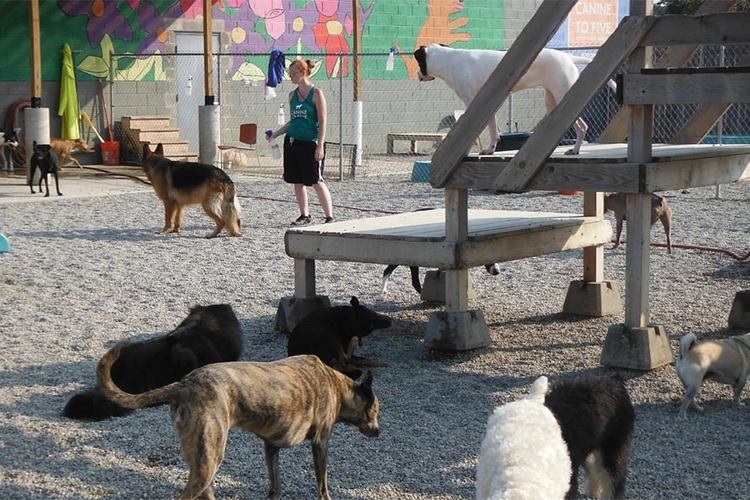 Starting a doggy daycare business requires careful planning, attention to detail, and a commitment to providing quality care to the dogs in your care. By following these tips and best practices, you can create a successful and profitable doggy daycare business that meets the needs of pet owners in your community.