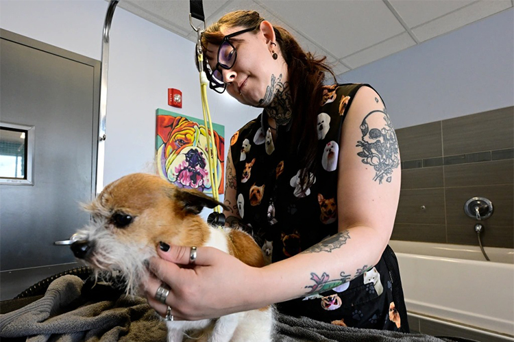 Starting a doggy daycare business requires careful planning, attention to detail, and a commitment to providing quality care to the dogs in your care. By following these tips and best practices, you can create a successful and profitable doggy daycare business that meets the needs of pet owners in your community.