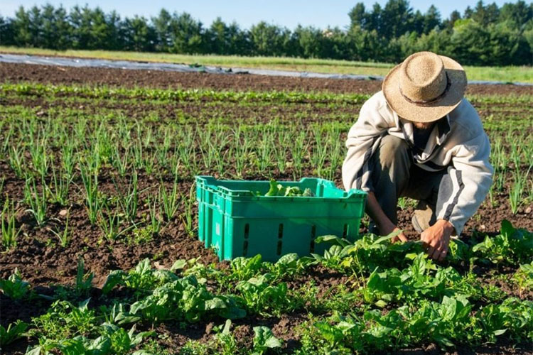 The Advantages of Organic Gardening Techniques.