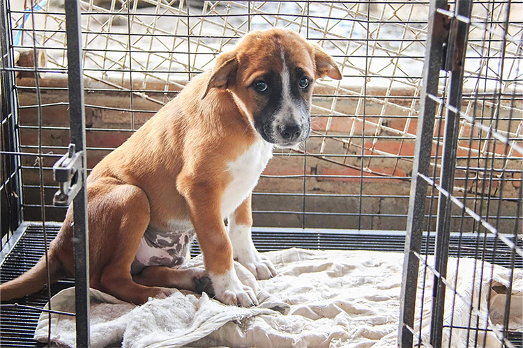 How to Make a Shelter Pet Decision.