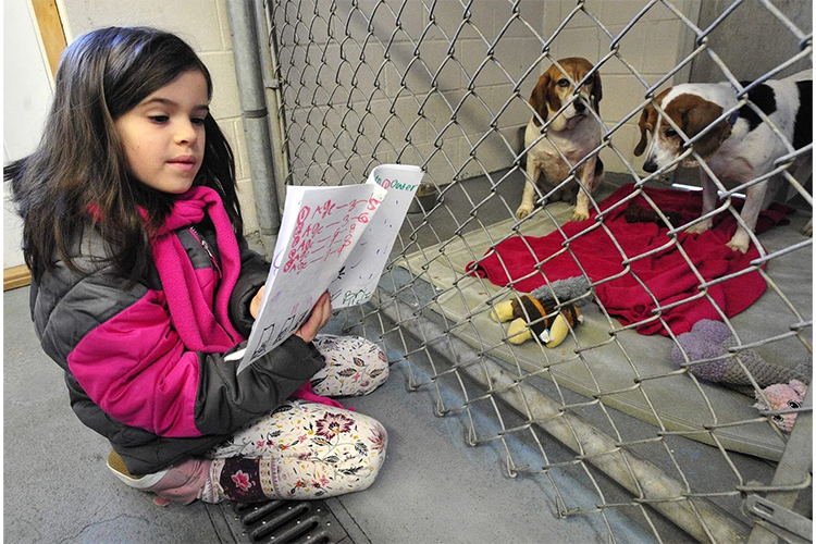 How to Make a Shelter Pet Decision.