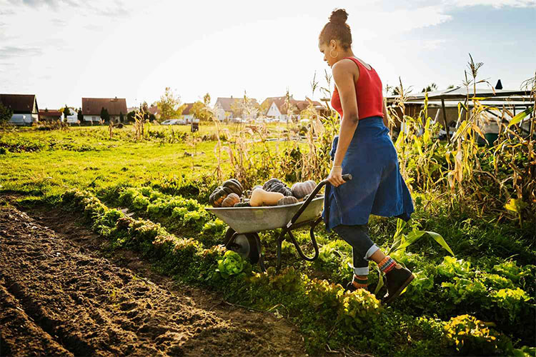 The Advantages of Organic Gardening Techniques.