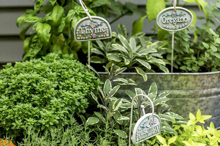 recipes that call for common herbs you may grow in your garden.