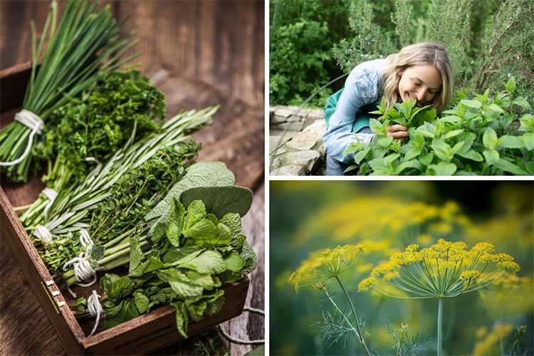 recipes that call for common herbs you may grow in your garden.