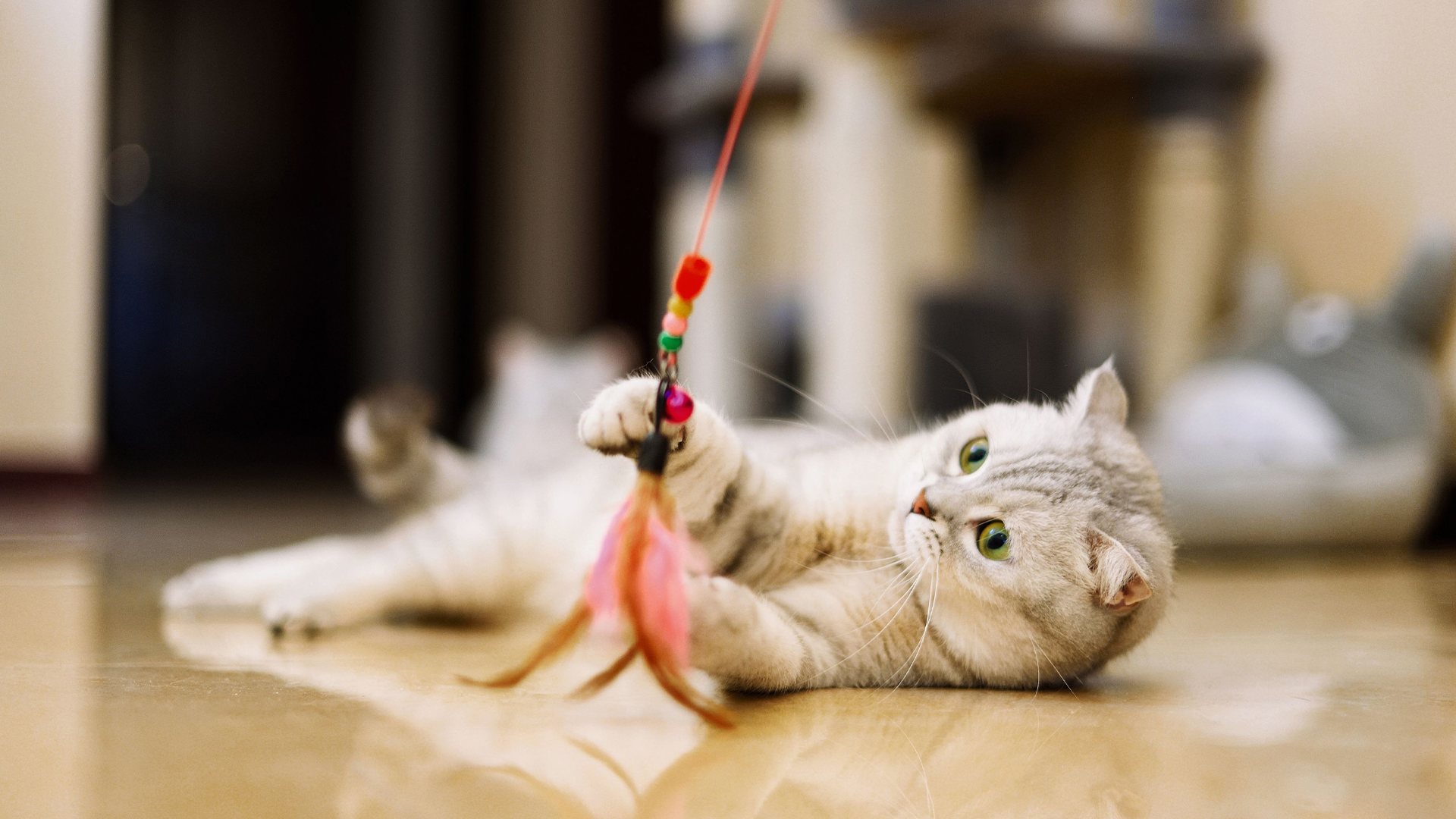 Advice on How to Live With a Cat (and Common Mistakes)
